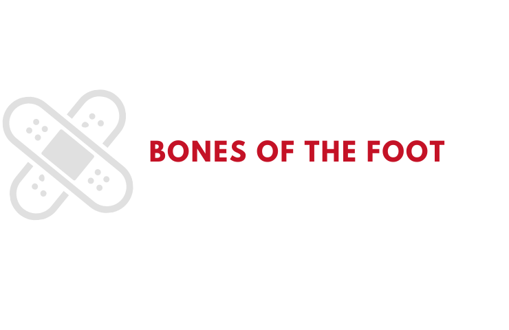 Bones of the Foot Infographic